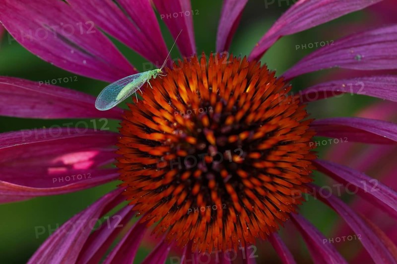 Lacewing (Chrysoperia carnea) on purple cone flower (Echinacea purpurea), Hesse, Germany, Europe