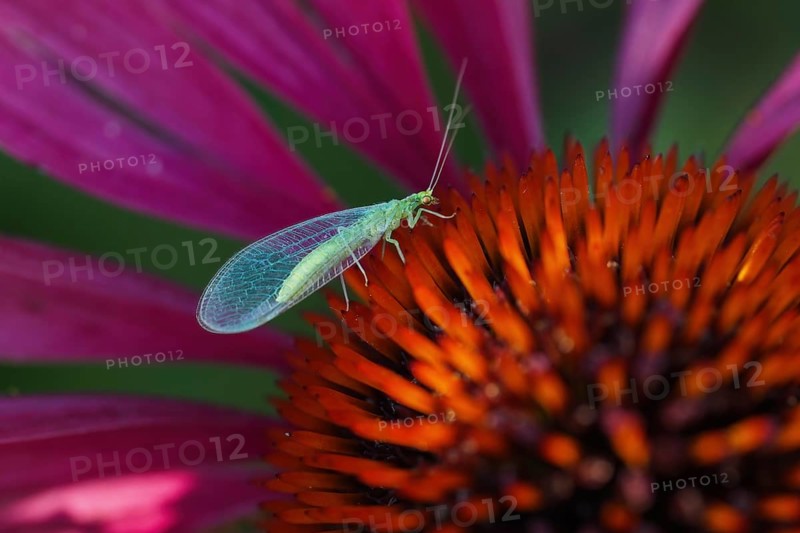 Lacewing (Chrysoperia carnea) on purple cone flower (Echinacea purpurea), Hesse, Germany, Europe