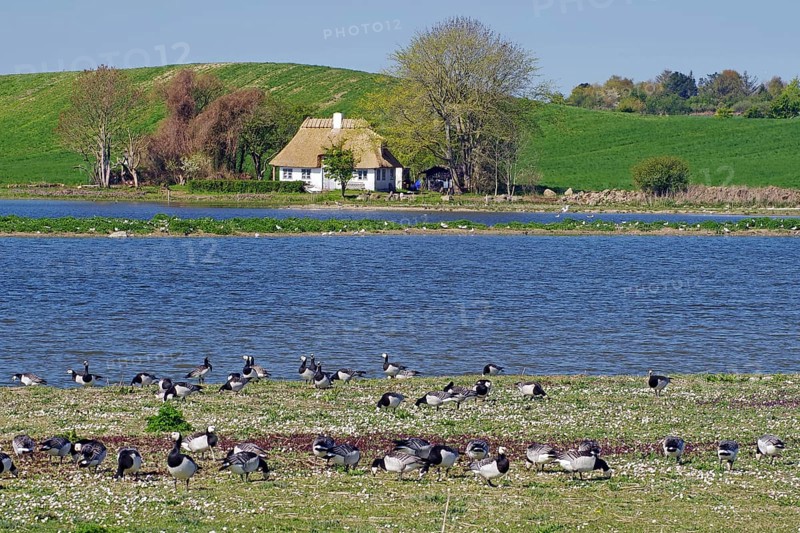A pond with geese in the foreground, a house and hills in the background, Manor Route, Norrebolle, Langeland, Denmark, Europe