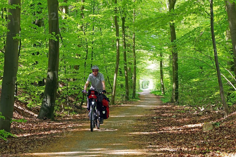 Cyclist on a path in a green forest surrounded by tall trees in spring, cycle tourism, Manor Route, Funen, Denmark, Europe