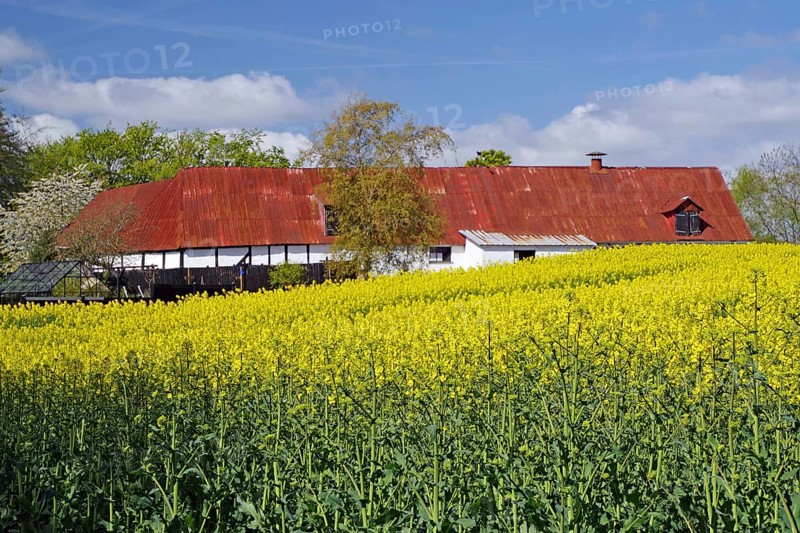 A house with a red roof surrounded by fields of yellow flowers in spring, Manor Route, Langeland, Denmark, Europe