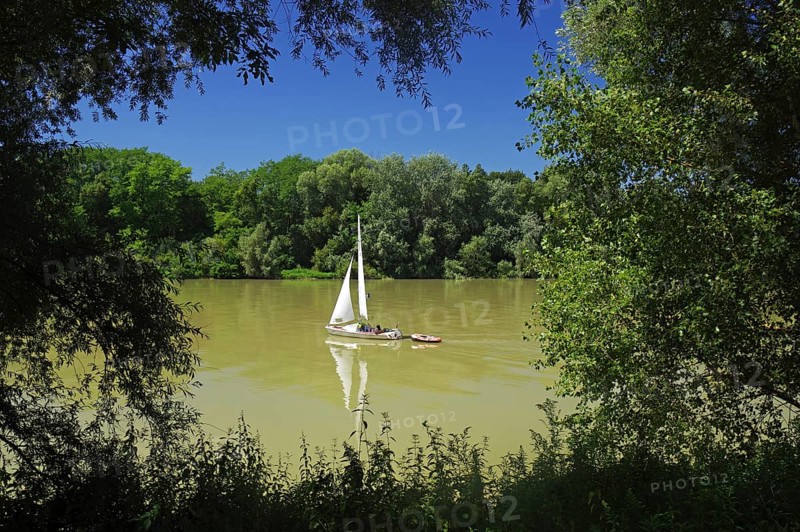 A sailing boat on a calm river, surrounded by lush greenery in fine weather, Rhine, Breisach, Baden-Würtemberg, Germany, Europe