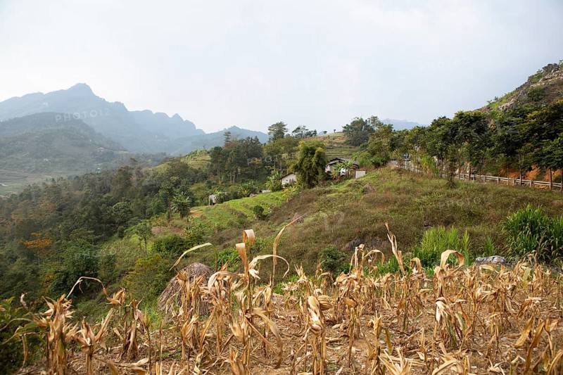 Dried corn field and view of northern mountain landscape, Ha Giang province, Vietnam, Asia