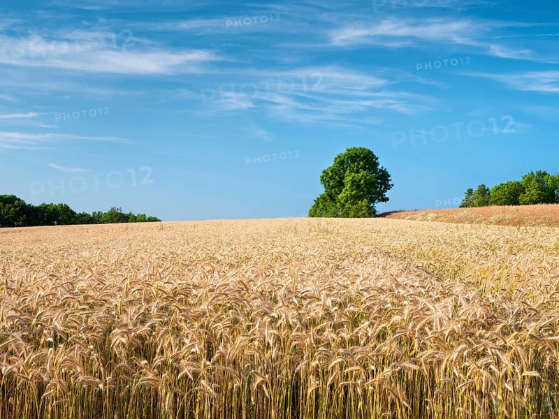 Summer landscape with barley field under blue sky with clouds, Bad Staffelstein, Bavaria, Germany, Europe