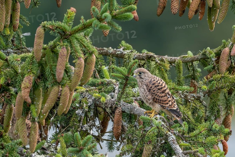 Common kestrel (Falco tinnunculus), young bird not yet able to fly sitting on a branch, Rhineland-Palatinate, Germany, Europe