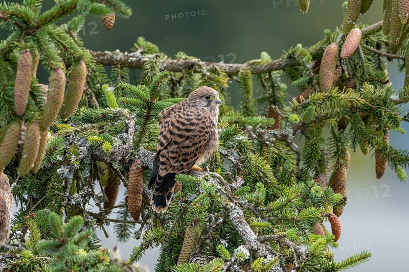 Common kestrel (Falco tinnunculus), young bird not yet able to fly sitting on a branch, Rhineland-Palatinate, Germany, Europe