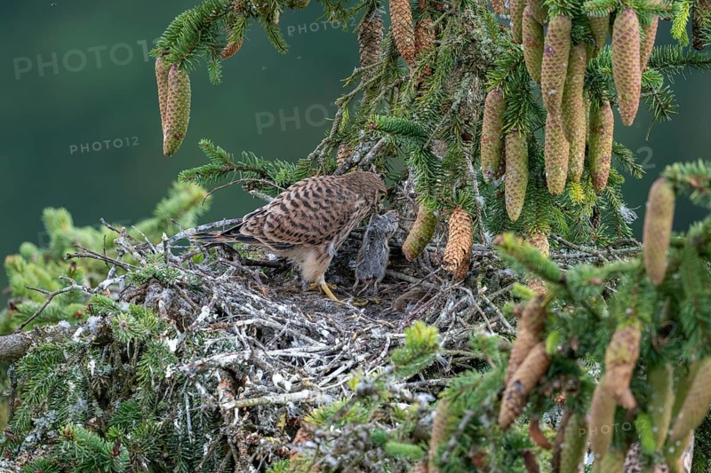 Common kestrel (Falco tinnunculus), young bird not yet able to fly in the nest, eating a mouse, Rhineland-Palatinate, Germany, Europe
