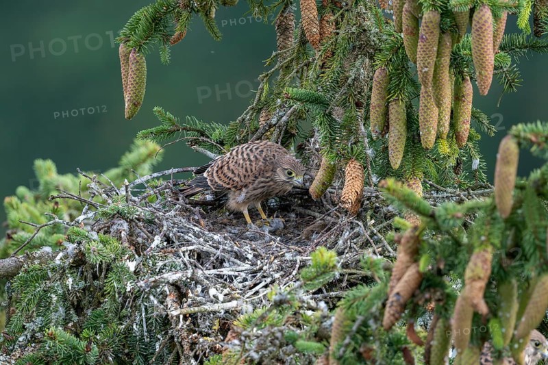 Common kestrel (Falco tinnunculus), young bird not yet able to fly in the nest, eating a mouse, Rhineland-Palatinate, Germany, Europe