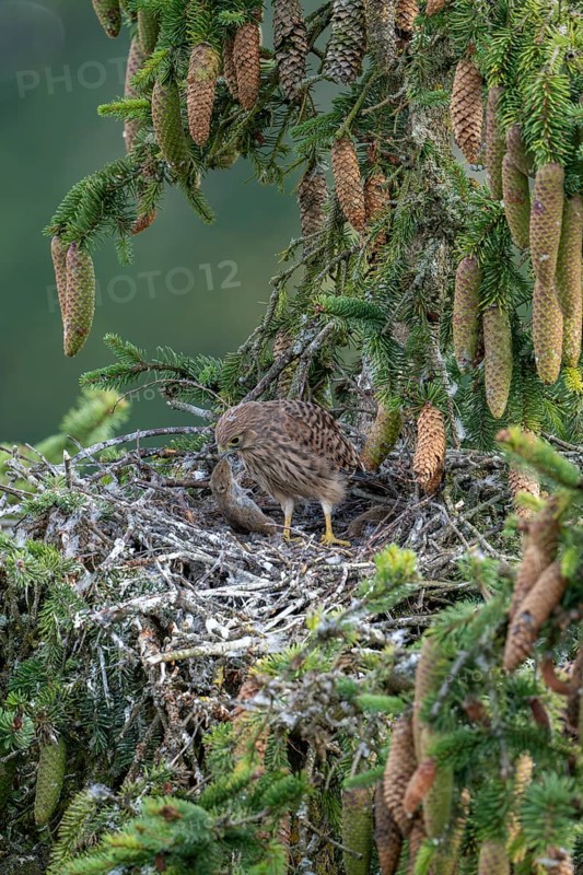 Common kestrel (Falco tinnunculus), young bird not yet able to fly in the nest, eating a mouse, Rhineland-Palatinate, Germany, Europe