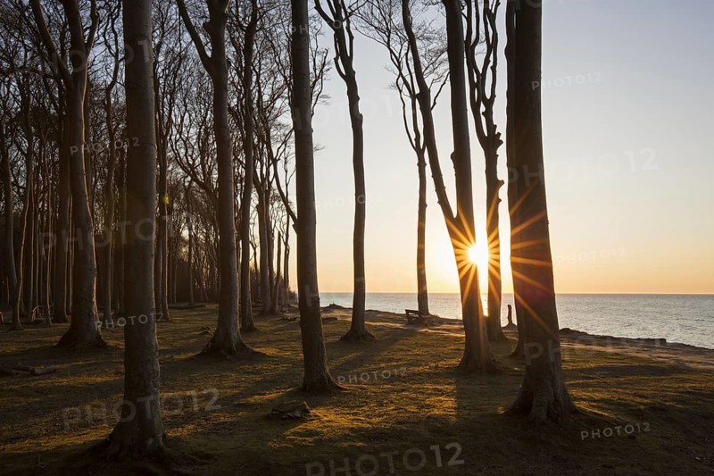 Beech trees, shaped by strong sea winds, at Ghost Wood, Gespensterwald along the Baltic Sea beach at Nienhagen, Mecklenburg-Vorpommern, Germany, Europe