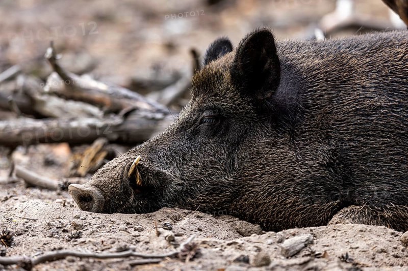 Wild boar (Sus scrofa) Boar, animal portrait, Germany, Europe