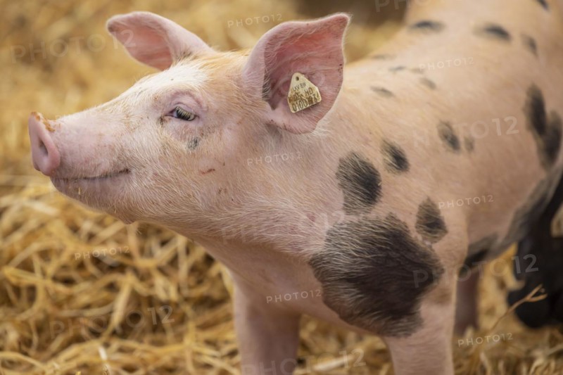Piglets in species-appropriate husbandry, pigs in a fattening farm, Stuttgart, Baden-Württemberg, Germany, Europe