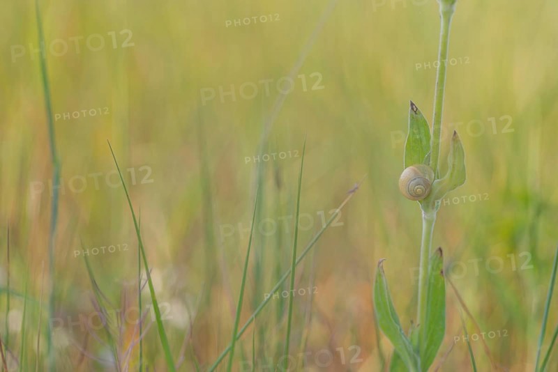 Close-up, Carthusian snail (Monacha cartusiana), Neustadt am Rübenberge, Germany, Europe