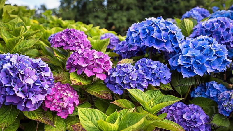 Flowers of a bigleaf hydrangea (Hydrangea macrophylla), pink, blue, hydrangea hedge, close-up, Cornwall, southern England, England, Great Britain