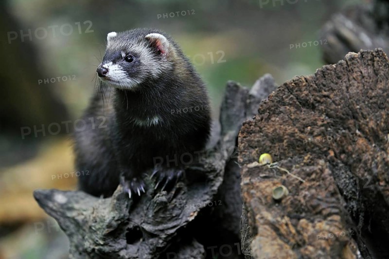 Western, European polecat (Mustela putorius) portrait on tree stump in forest