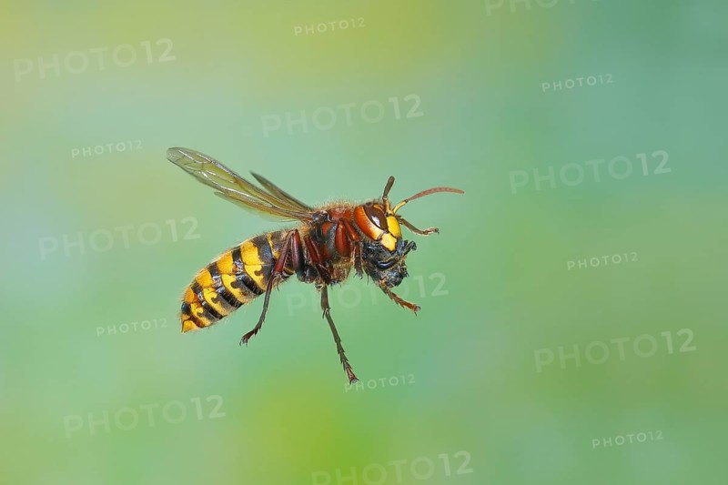 European hornet (Vespa crabro) worker with food, in flight, highspeed nature photo, insects, Siegerland, North Rhine-Westphalia, Germany, Europe