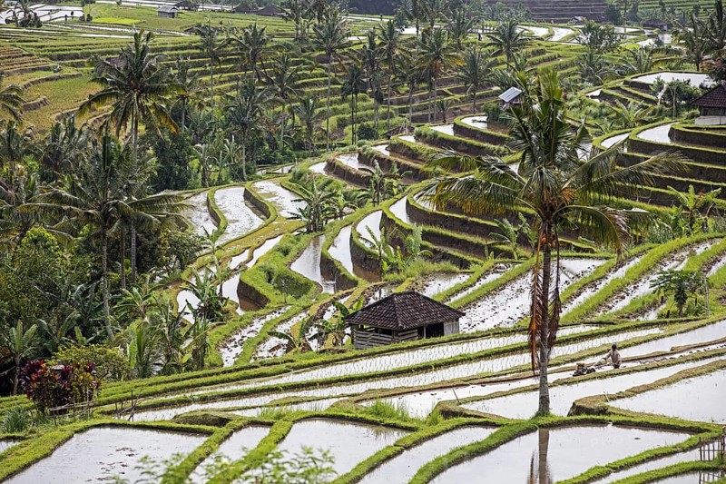 Jatiluwih terraced paddy fields, rice terraces in the highlands of West Bali, Indonesia, Asia