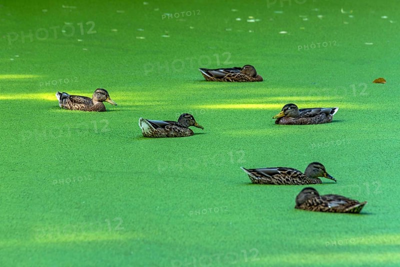 Mallards (Anas platyrhynchos) females swimming on pond with duckweeds (Lemna), duckweed, sleeping with closed eyes, Meisebach Park, Bad Hersfeld, Kassel, Hesse, Germany, Europe