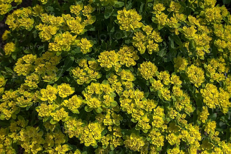 Brown-red spurge (Euphorbia polychroma Purpurea) Stadtpark Lahr, Baden-Württemberg, Germany, Europe