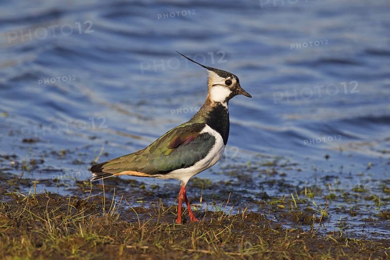 Northern Lapwing (Vanellus vanellus) foraging on lake shore, Germany, Europe