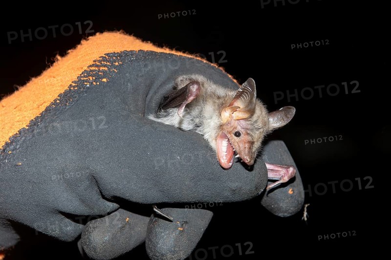 Greater mouse-eared bat (Myotis myotis) after ringing the animal is released, Brandenburg, Germany, Europe