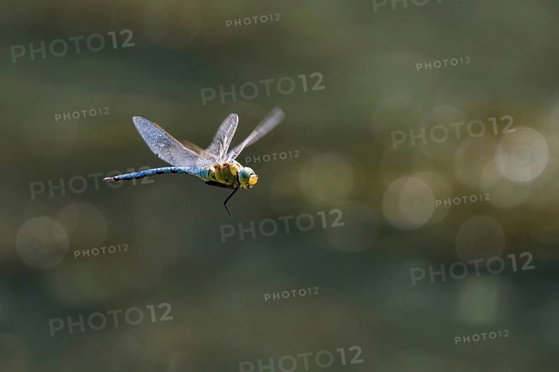 Emperor dragonfly (Anax imperator) in flight, Hesse, Germany, Europe