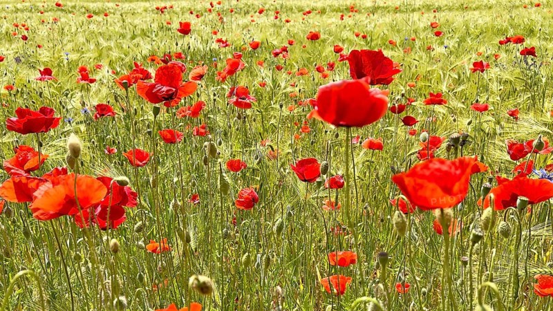 Poppy (Papaver) flowering strip in grain field, sunrise, poppy, bee pasture, backlight, grazing light, Saxony-Anhalt, Germany, Europe