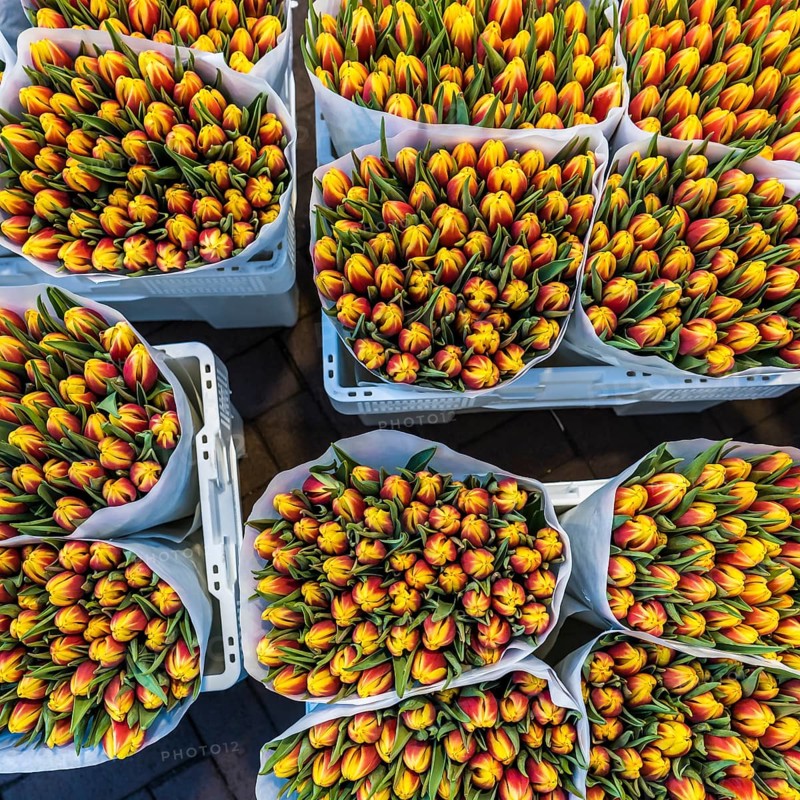High angle view of buckets of tulips for sale