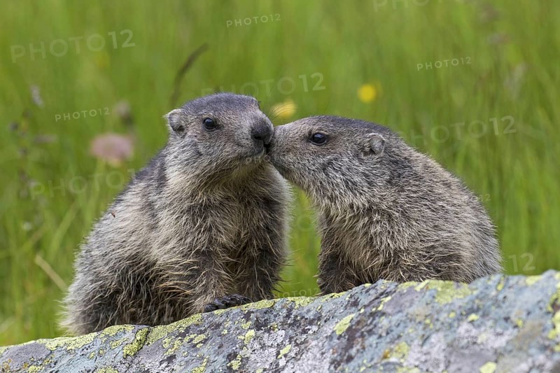 Two young Alpine marmot (Marmota marmota) on rock in alpine pasture in summer, Hohe Tauern National Park, Carinthia, Austria, Europe