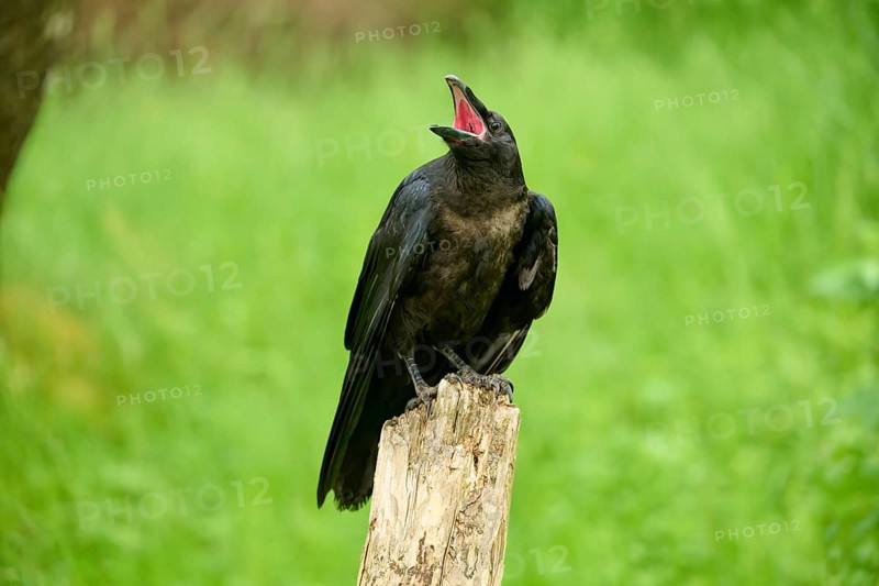 Common raven (Corvus corax), young bird sitting on wooden pole calling, Bohemian Forest, Czech Republic, Europe