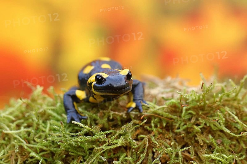 Fire salamander (Salamandra salamandra), running over moss in autumn forest, Indian summer, animal portrait, wildlife, North Rhine-Westphalia, Germany, Europe