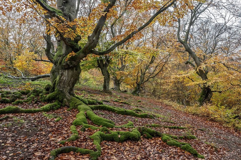 Old copper beeches (Fagus sylvatica) in the Hutewald Halloh, Hesse, Lower Saxony