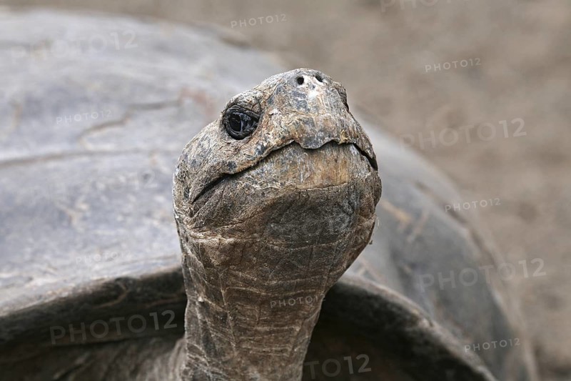 Galapagos giant tortoise (Chelonoidis nigra) (Geochelone elephantopus) in the Darwin Station, Santa Cruz island, Galapagos Islands, Ecuador, Latin America, South America