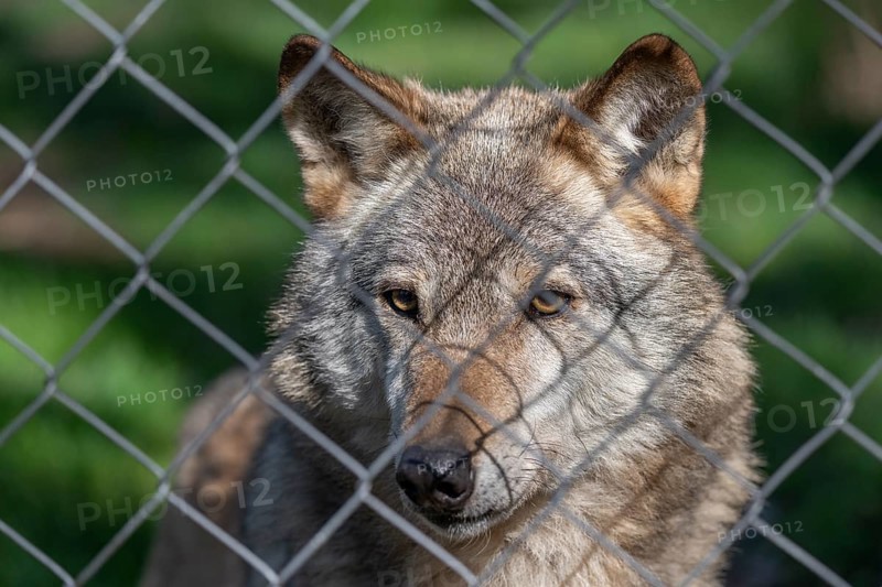 Gray wolf (Canis lupus), portrait behind wire mesh, fence, captive, Germany, Europe
