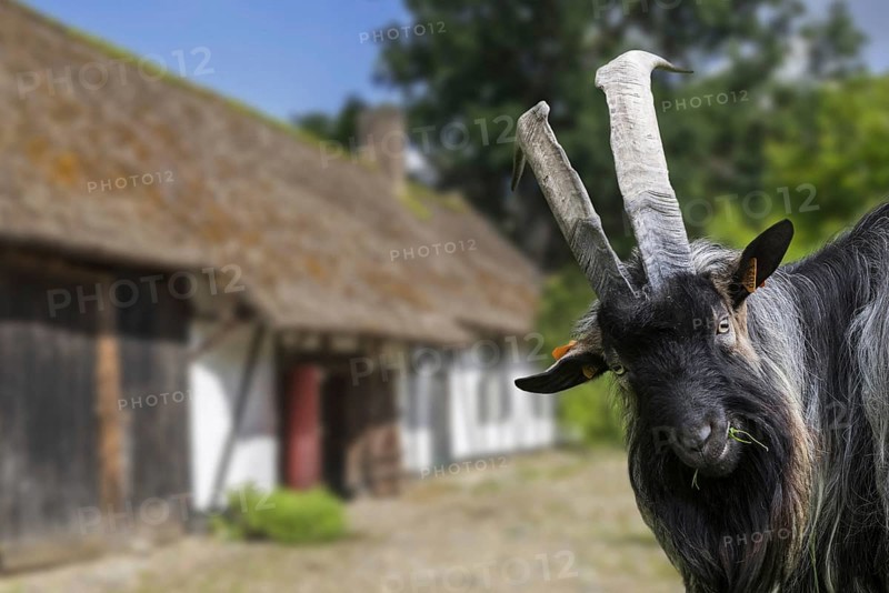 Billy goat, black male domestic goat with large horns in front of barn at farm. Digitale composite
