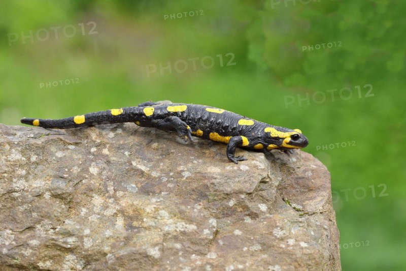 Fire salamander (Salamandra salamandra), running over a stone, Wildlife, North Rhine-Westphalia, Germany, Europe
