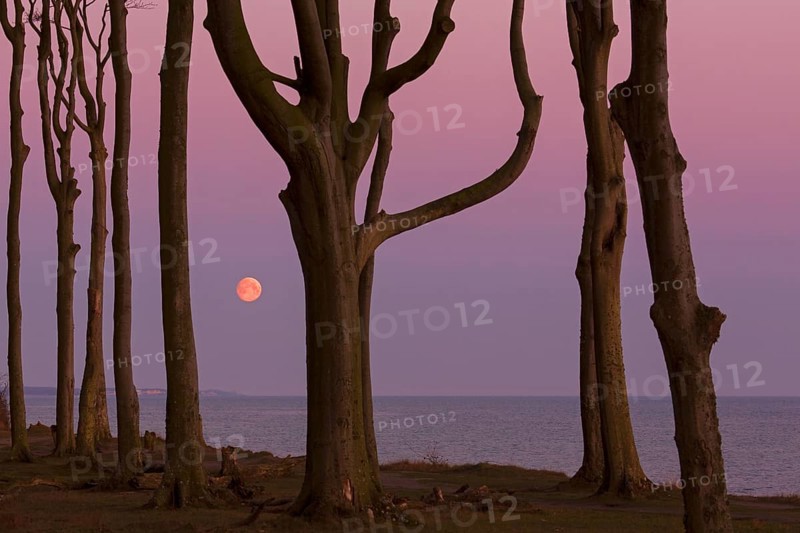 Beech trees, shaped by strong sea winds, at Ghost Wood, Gespensterwald along the Baltic Sea beach at Nienhagen, Mecklenburg-Vorpommern, Germany, Europe