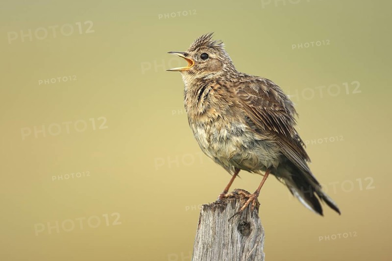 Eurasian Skylark (Alauda arvensis) singing from fence pole along field