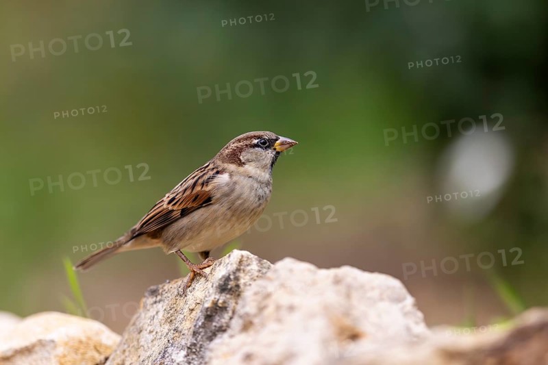 House sparrow (Passer domesticus) at a drinking trough, wildlife, Germany, Europe