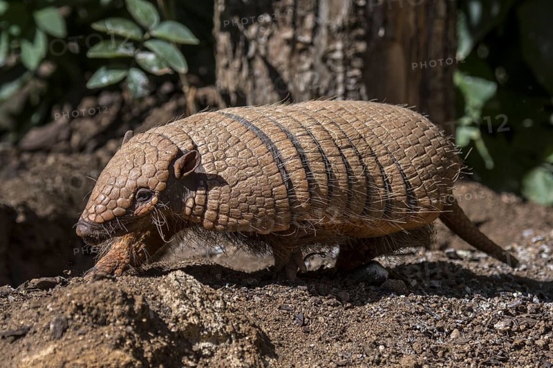 Cute yellow armadillo, six-banded armadillo (Euphractus sexcinctus) foraging at dusk, native to South America