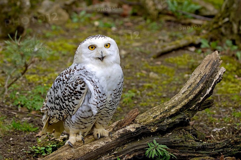 Snowy Owl (Nyctea scandiaca) portrait, Scandinavia