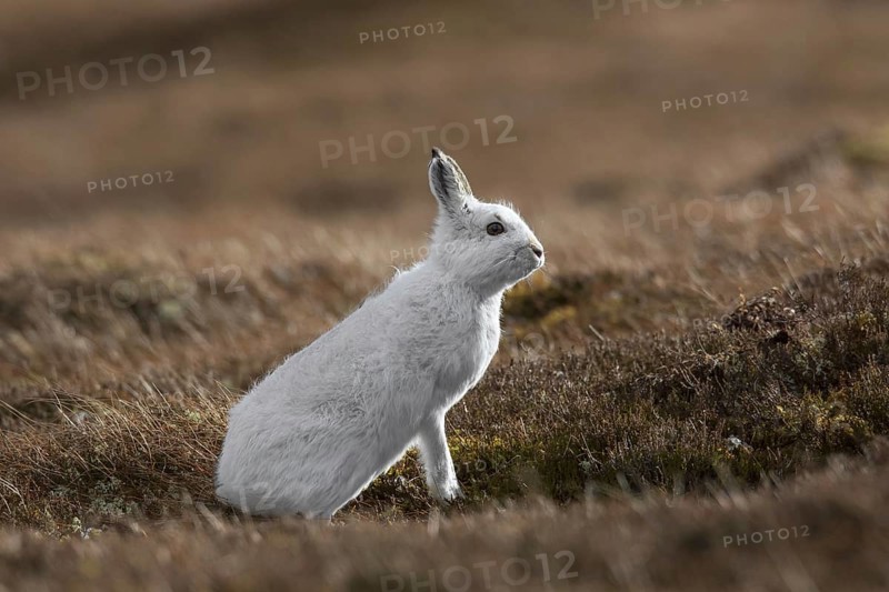Mountain hare (Lepus timidus), Alpine hare, snow hare in white winter pelage foraging in moorland in the Cairngorms NP in spring, Scotland, UK