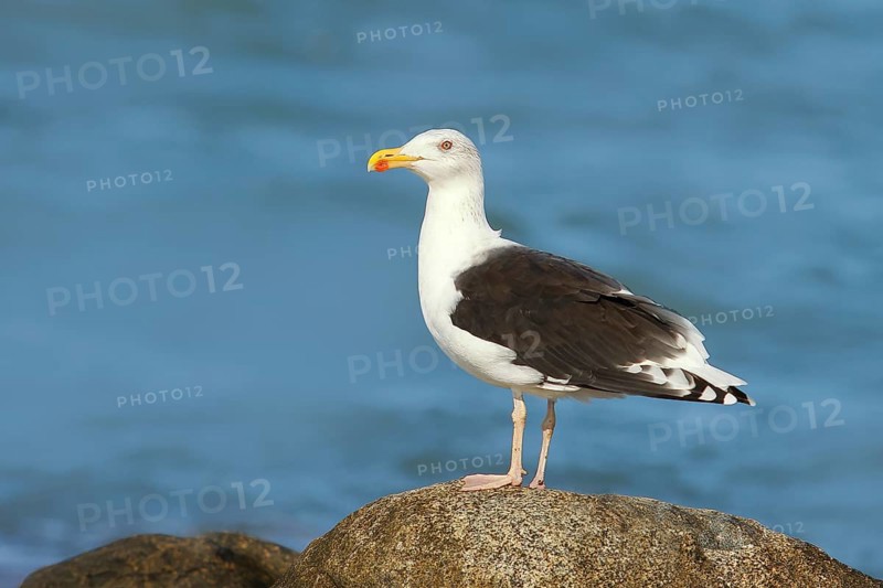 Great black-backed gull (Larus marinus), standing on rocks in shallow water, Fehmarn Island, Schleswig-Holstein, Germany, Europe