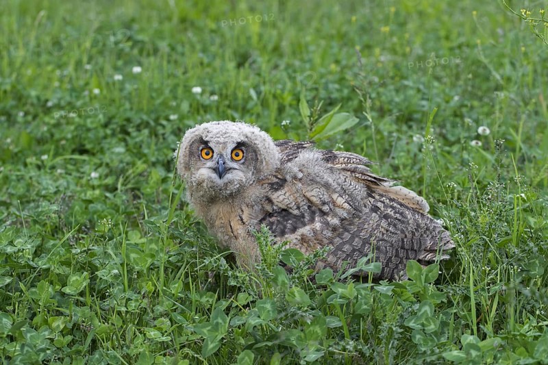 Eurasian eagle-owl (Bubo bubo), young European eagle-owl owlet sitting exposed on the ground in grassland, meadow in spring