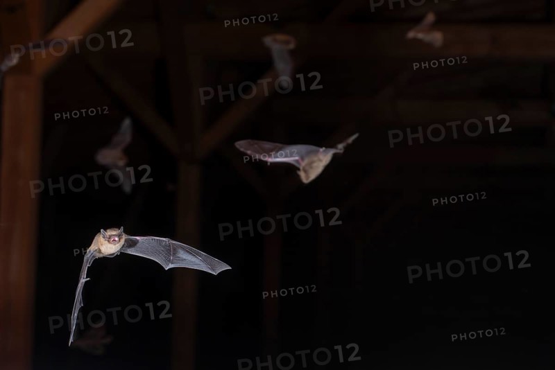 Common pipistrelle (Pipistrellus pipistrellus), swarming in the attic shortly in front of going out, Brandenburg, Germany, Europe