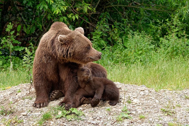Brown bears at the Transfagara, the Transfogaras High Road in the Fagaras Mountains, also Fogaras Mountains, in the mountain group of the Southern Carpathians. Female bear with young. Arges, Romania, South-Eastern Europe, Europe
