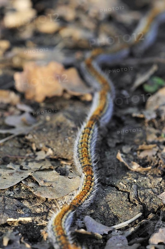 Pine processionary (Thaumetopoea pityocampa) moth caterpillars (Traumatocampa pityocampa) following each other in a long, head to tail procession on the forest floor, La Brenne, France, Europe