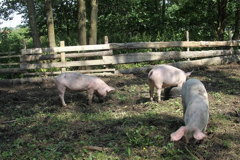 Domestic pigs, free-range, organic, AllgÃ¤u, Bavaria, Germany, Europe