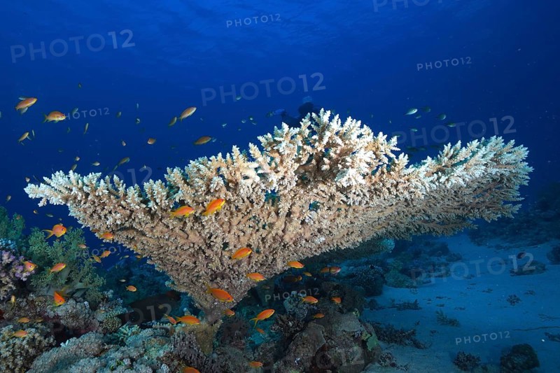Pharaoh's antler coral (Acropora pharaonis) and shoal, group of sea goldie (Pseudanthias squamipinnis), Fury Shoals reef dive site, Red Sea, Egypt, Africa