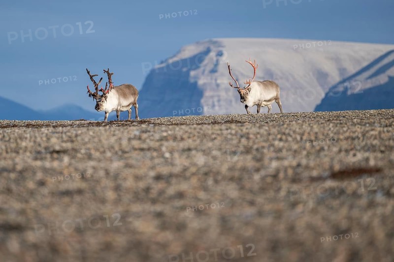 Svalbard reindeers (Rangifer tarandus platyrhynchus), male, bull with blood-red velvet antlers, tundra in autumn, Kapp Wijk, Svalbard, Norway, Europe
